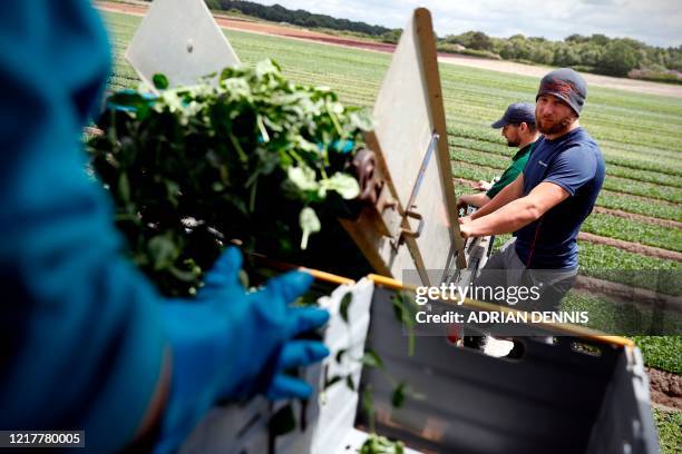 Jamie Mason , part of the UK Seasonal Relief Team working for The Watercress Company looks on as they harvest spinach on farmland near Dorchester, in...