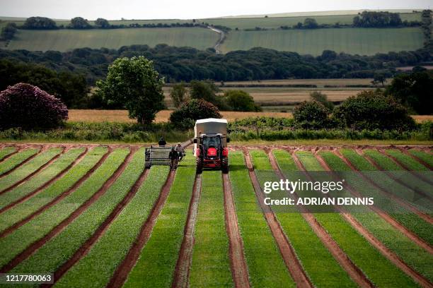 The UK Seasonal Relief Team working for The Watercress Company operate the cutting machine harvest spinach on farmland near Dorchester, in southern...