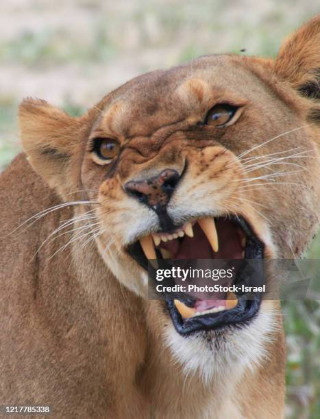 roaring female african lioness - snarling stock pictures, royalty-free photos & images