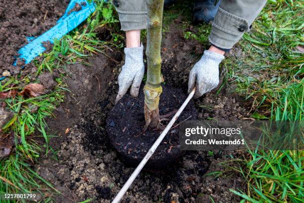 man planting a tree - stick plant part fotografías e imágenes de stock