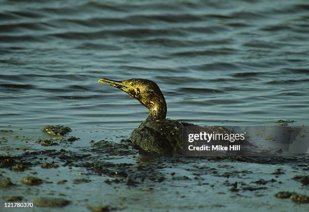 oiled cormorant, phalacrocorax nigrogularis, bahrain, arabian gulf     - contaminación de aguas fotografías e imágenes de stock