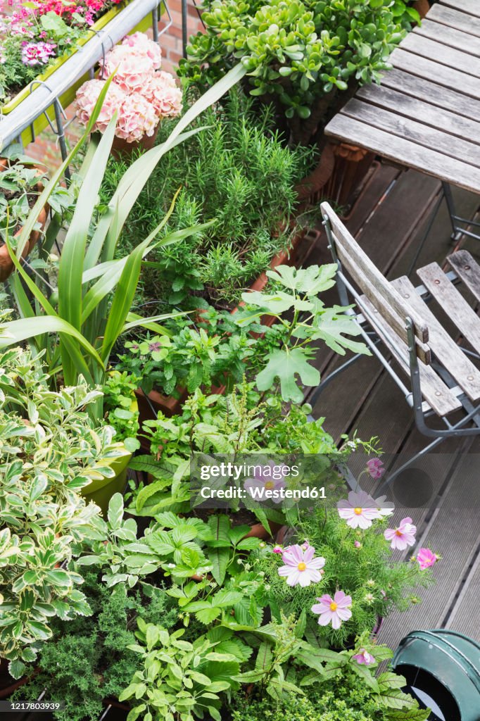 Various culinary herbs growing on balcony