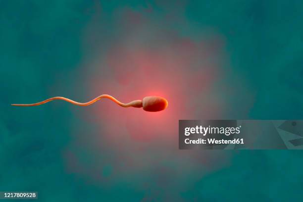 three dimensional render of human sperm cell - sperm stock illustrations