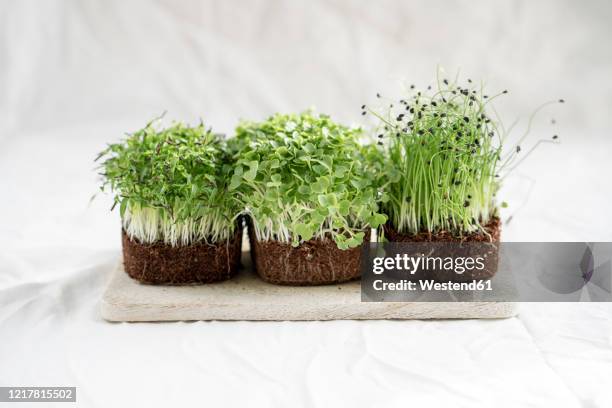 studio shot of fresh arugula and onionmicrogreens - microgreen stock pictures, royalty-free photos & images