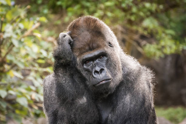 portrait of a gorilla with gestures and human features - zoo art stock pictures, royalty-free photos & images