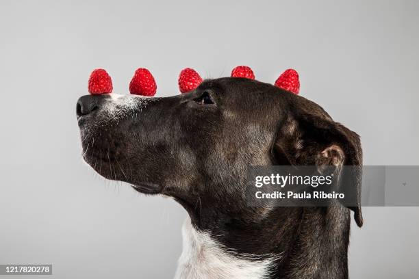 pet(spirit) - raspberry stock pictures, royalty-free photos & images