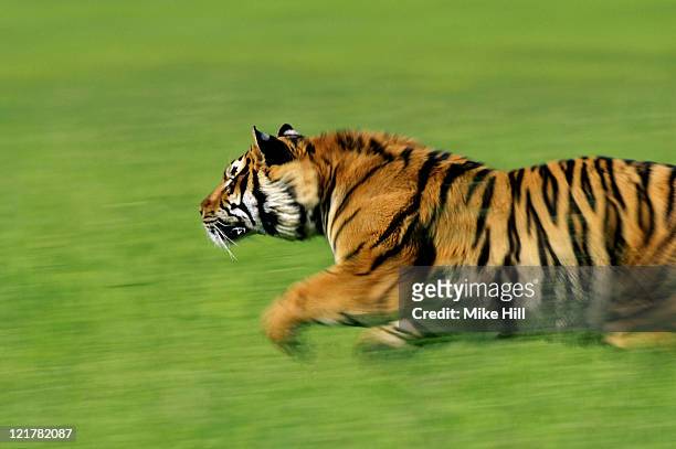 bengal tiger, panthera tigris, running  - tiger running stockfoto's en -beelden