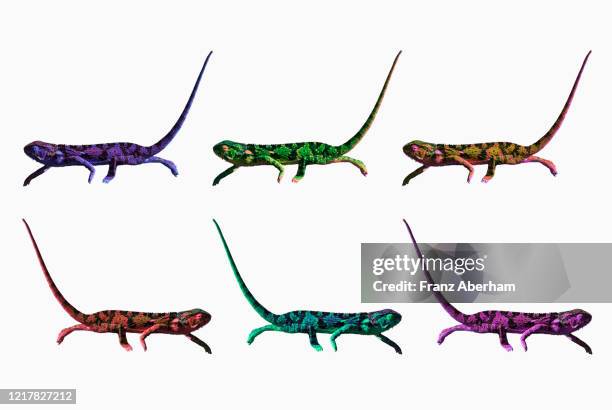 chameleon in a row - chameleon stock pictures, royalty-free photos & images