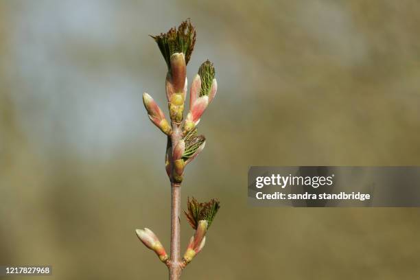 buds opening into leaves on a branch of a sycamore tree, acer pseudoplatanus, in spring. - bud opening stock pictures, royalty-free photos & images