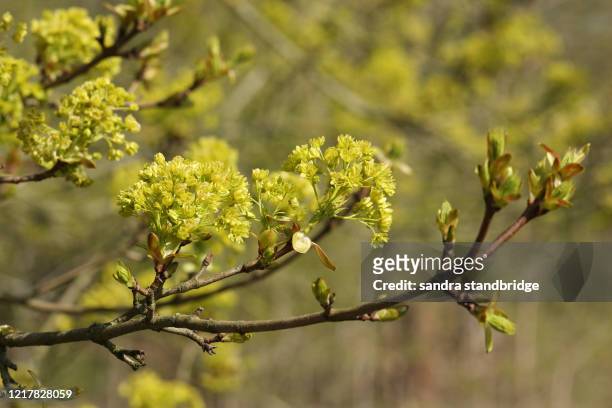 buds opening into leaves and flowers  of a field maple tree, acer campestre, in springtime. - maple tree stockfoto's en -beelden