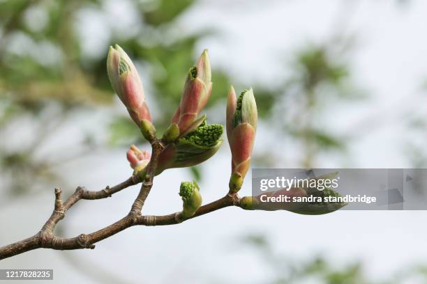 buds opening into leaves on a branch of a sycamore tree, acer pseudoplatanus, in spring. - bud opening stock pictures, royalty-free photos & images