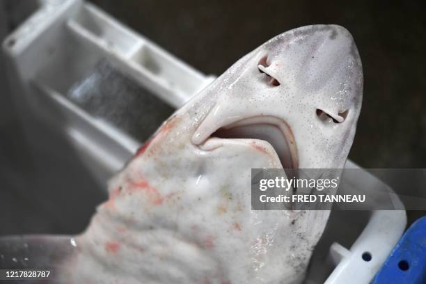 This photograph taken on June 3 shows a dogfish on the dockside at the port of Le Guilvinec, western France. - With the closure of restaurants and...