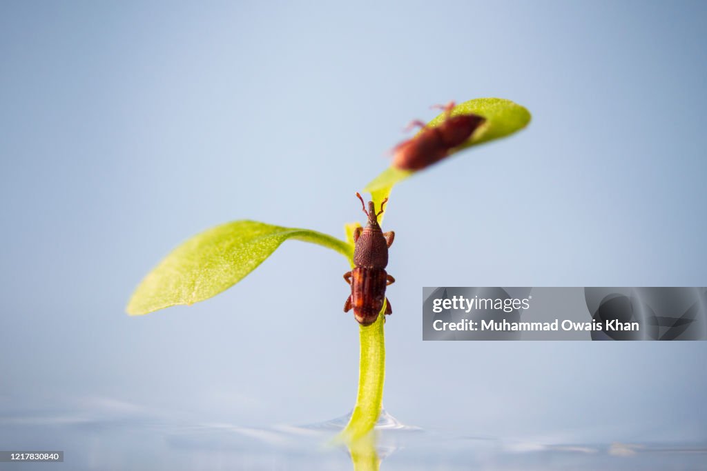 Weevil