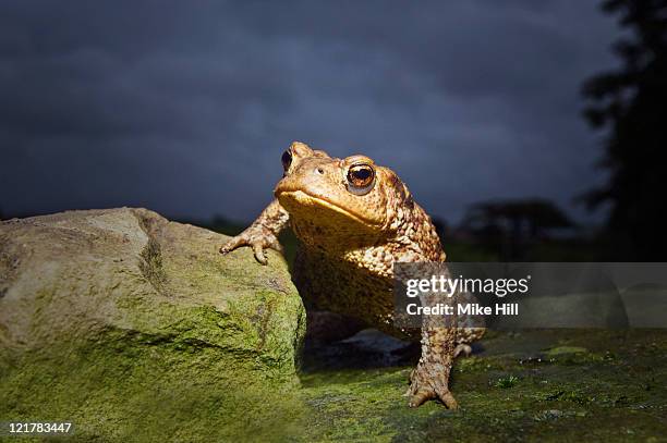 common toad (bufo bufo), devon, uk - ヒキガエル属 ストックフォトと画像