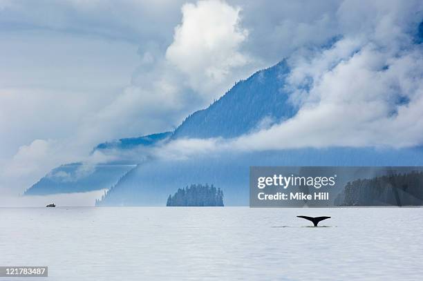 humpback whale (megaptera novaeangliae) tail fluke in frederick sound, south east alaska, usa - pasaje interior fotografías e imágenes de stock