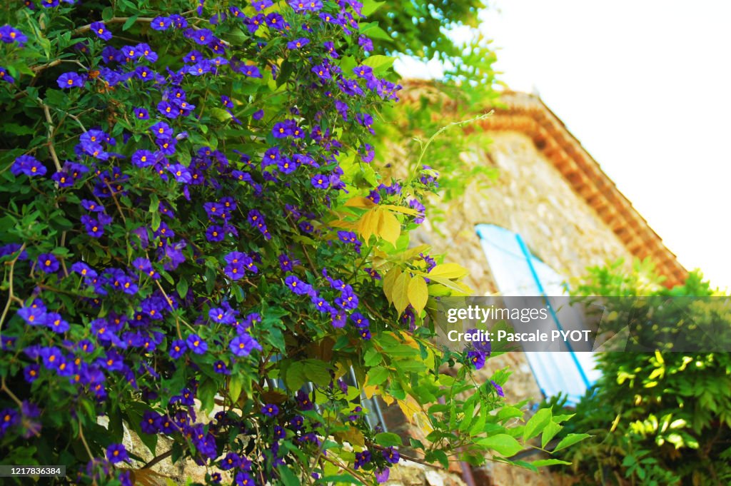 Front of house with purple flowers in the famous french village of Saint-Paul de Vence
