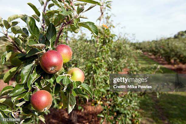 apple tree (malus domestica), 'cox's orange pippin' - malus domestica cultivar stock pictures, royalty-free photos & images