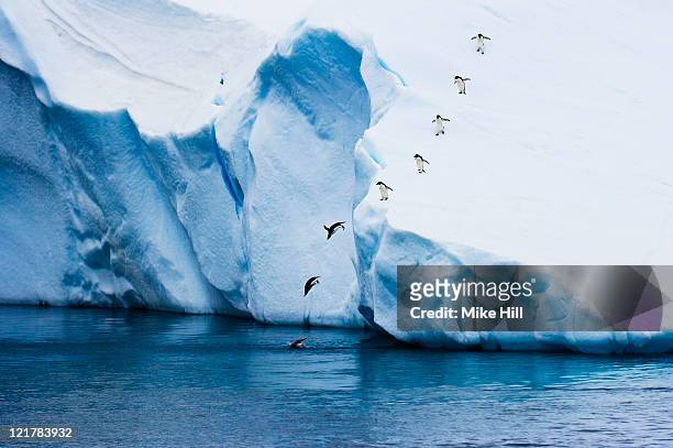 adelie penguins (pygoscelis adeliae) diving off iceberg, antarctica - pinguïn stockfoto's en -beelden