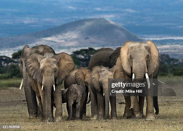 african elephants (loxodonta africana), amboseli national park, kenya - kenya elephants stock pictures, royalty-free photos & images