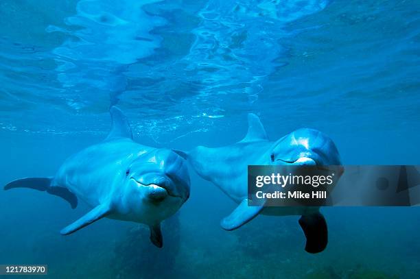 bottle nosed dolphin (tursiops truncatus) underwater, honduras - delphine stock-fotos und bilder