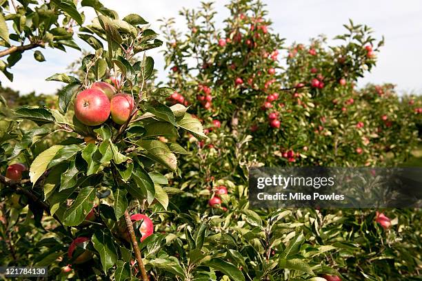 apple tree (malus domestica), 'discovery' - malus domestica cultivar stock pictures, royalty-free photos & images