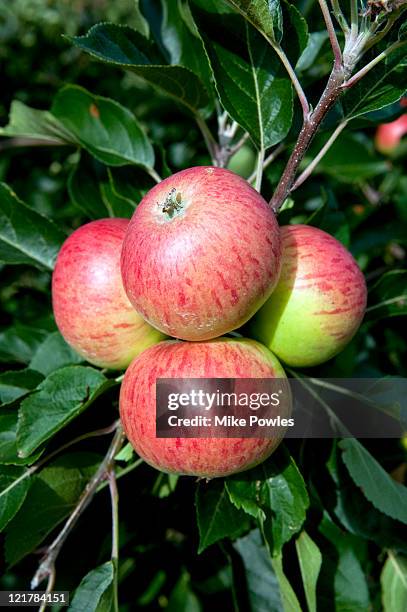 apple (malus domestica), 'discovery' - malus domestica cultivar stock pictures, royalty-free photos & images