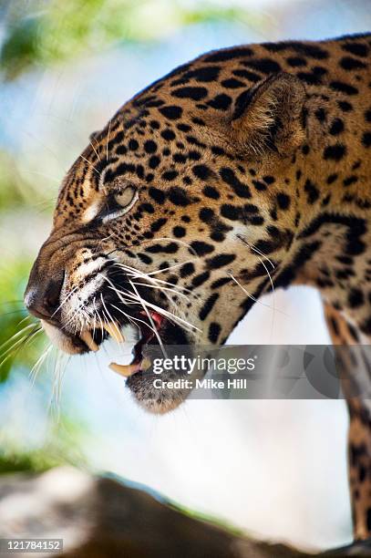 jaguar (panthera onca), honduras, captive - animal mouth stock pictures, royalty-free photos & images