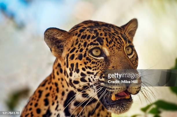 jaguar (panthera onca), honduras, captive - jaguar grande gato - fotografias e filmes do acervo