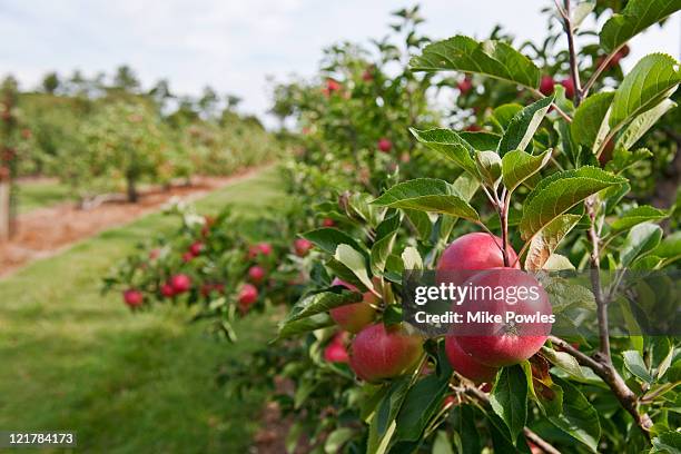 apple (malus domestica), 'worcester' - malus domestica cultivar stock pictures, royalty-free photos & images
