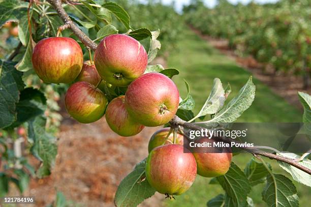 apple (malus domestica), 'laxton', ripening fruit hanging from tree - malus domestica cultivar stock pictures, royalty-free photos & images