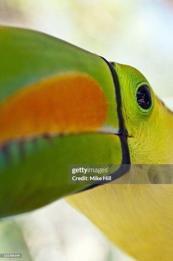 Keel billed Toucan Closeup (Ramphastos Sulfuratus), Honduras, Captive