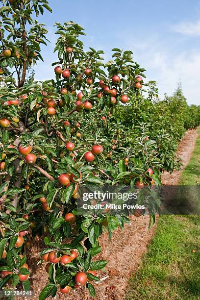 apple tree (malus domestica), 'norfolk royal' - malus domestica cultivar stock pictures, royalty-free photos & images