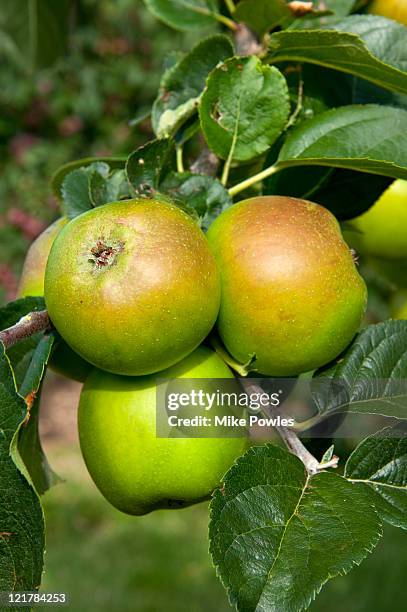apple (malus domestica), 'bleinham orange', ripening fruit hanging from tree - malus domestica cultivar stock pictures, royalty-free photos & images