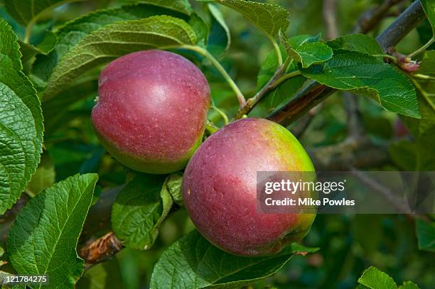 apple (malus domestica), 'spartan', ripening fruit hanging from tree - malus domestica cultivar stock pictures, royalty-free photos & images
