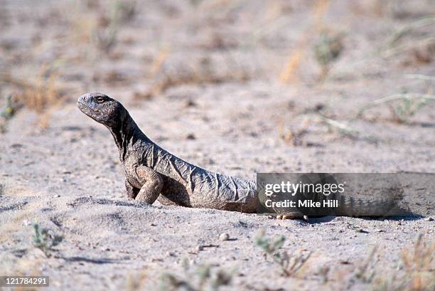 Kuwait Lizard 51 Uromastyx Lizard Stock Photos, High-Res Pictures, and Images - Getty ...