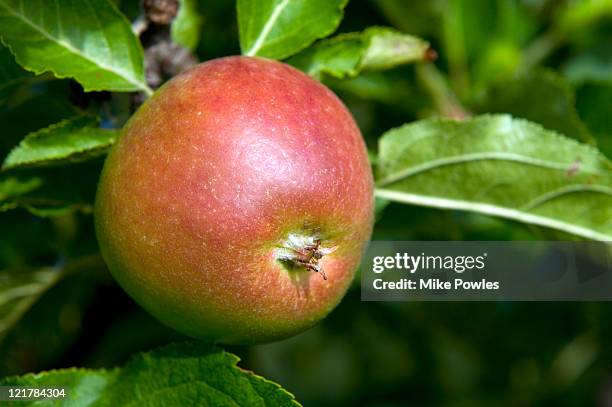 apple (malus domestica), 'red pippin' - malus domestica cultivar stock pictures, royalty-free photos & images