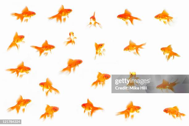 goldfish (carassius auratus auratus) against white background (digital composite) - guldfisk bildbanksfoton och bilder