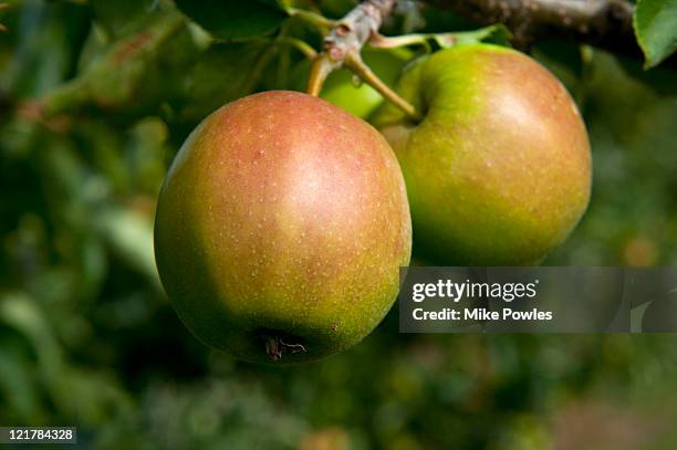 apple (malus domestica), 'crown gold' - malus domestica cultivar stock pictures, royalty-free photos & images