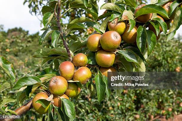 apple (malus domestica), 'egremont russet' - malus domestica cultivar stock pictures, royalty-free photos & images