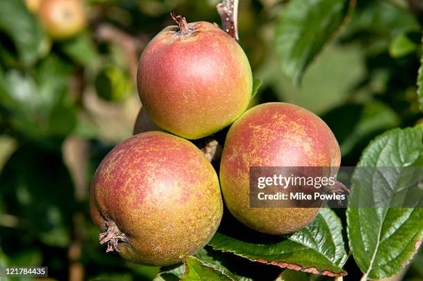 apple (malus domestica) 'darcy spice', ripe fruit hanging from tree - malus domestica cultivar stock pictures, royalty-free photos & images