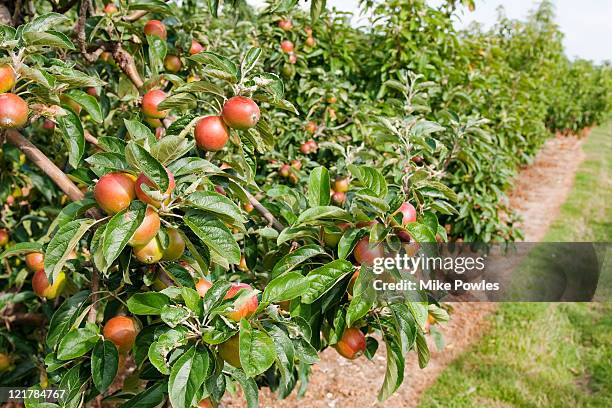 apple tree (malus domestica), 'norfolk royal' - malus domestica cultivar stock pictures, royalty-free photos & images