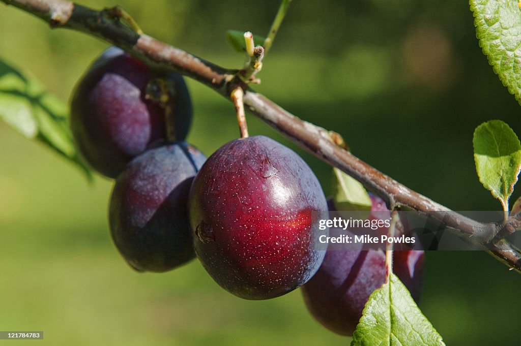 Dark Red Plums (Prunus insititia) 'Merryweather Damson'