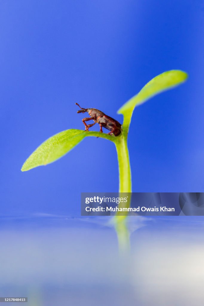 Weevil