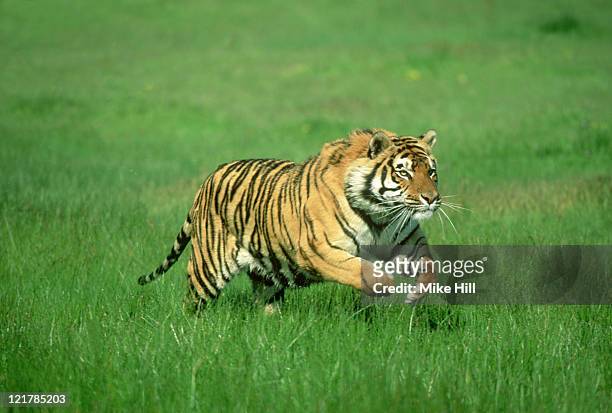 bengal tiger: panthera tigris  running (wildlife model)  u.s .a     - tiger running stock pictures, royalty-free photos & images