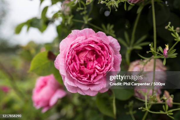 close-up of pink peony in garden, calverton, nottingham, uk - peónia imagens e fotografias de stock