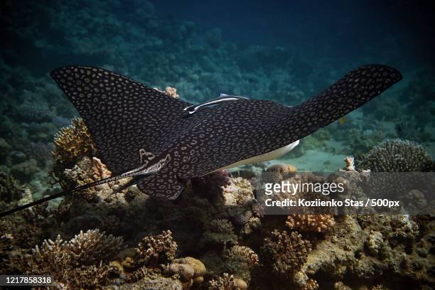 spotted eagle ray (aetobatus narinari) and corals, sharm el sheikh, egypt - 斑點鷹魟 個照片及圖片檔