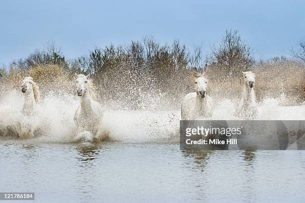 white camargue horses (equus caballus) running through water,  camargue, france - horse running water stock pictures, royalty-free photos & images