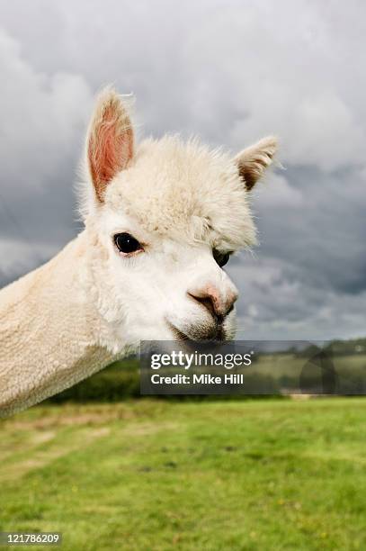 alpaca (vicugna pacos), devon, uk - alpaca haircut stock-fotos und bilder