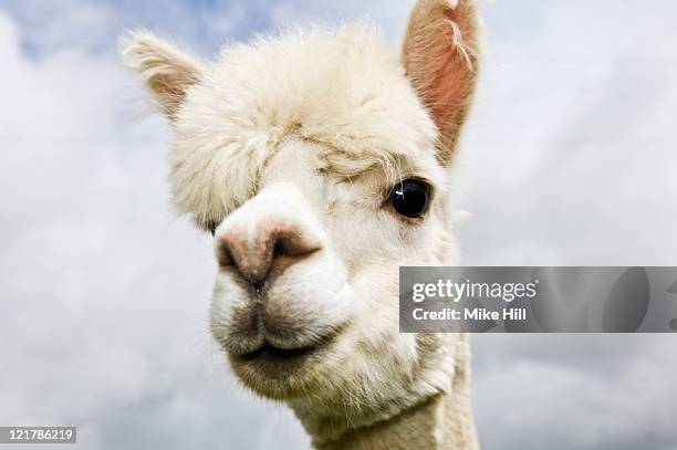 565 Funny Llama Photos and Premium High Res Pictures - Getty Images 565 Funny Llama Photos and Premium High Res Pictures - Getty Images