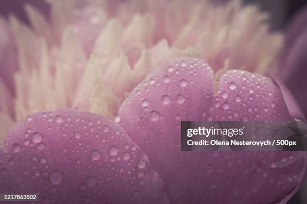 extreme close-up of wet petals - chinese peony imagens e fotografias de stock